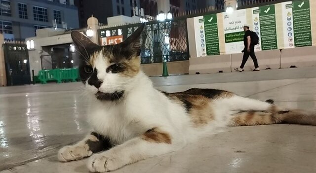 خوش گذرانی گربه ها در حریم مسجد النبی + ویدئو | مهربانی زائران خانه خدا با پرنده ها و گربه های مدینه را ببینید