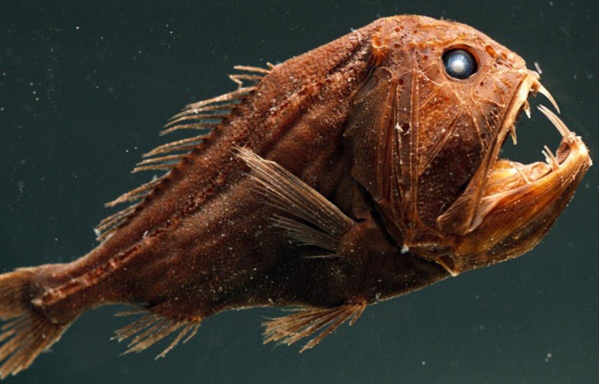 ترسناک ترین موجوداتی که اخیرا کشف شده اند | کابوس دریایی سر به هوا!