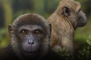 این میمون ها تا امروز دیده نشده بودند! | تصاویری از کشف کوچک‌ترین گونه از میمون‌های بزرگ + ویدئو