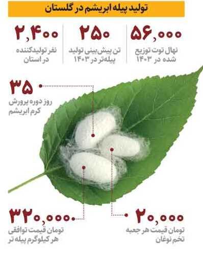 تولید انبوه پیله تر ابریشم در گلستان + اینفوگرافیک