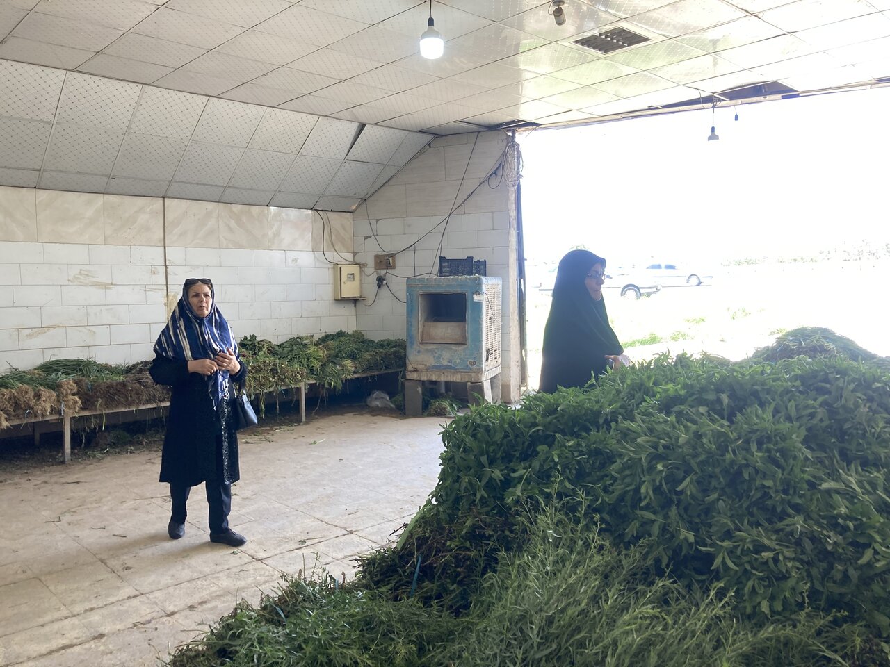 سبزی تر و تازه می خواهی به این روستا سفر کن