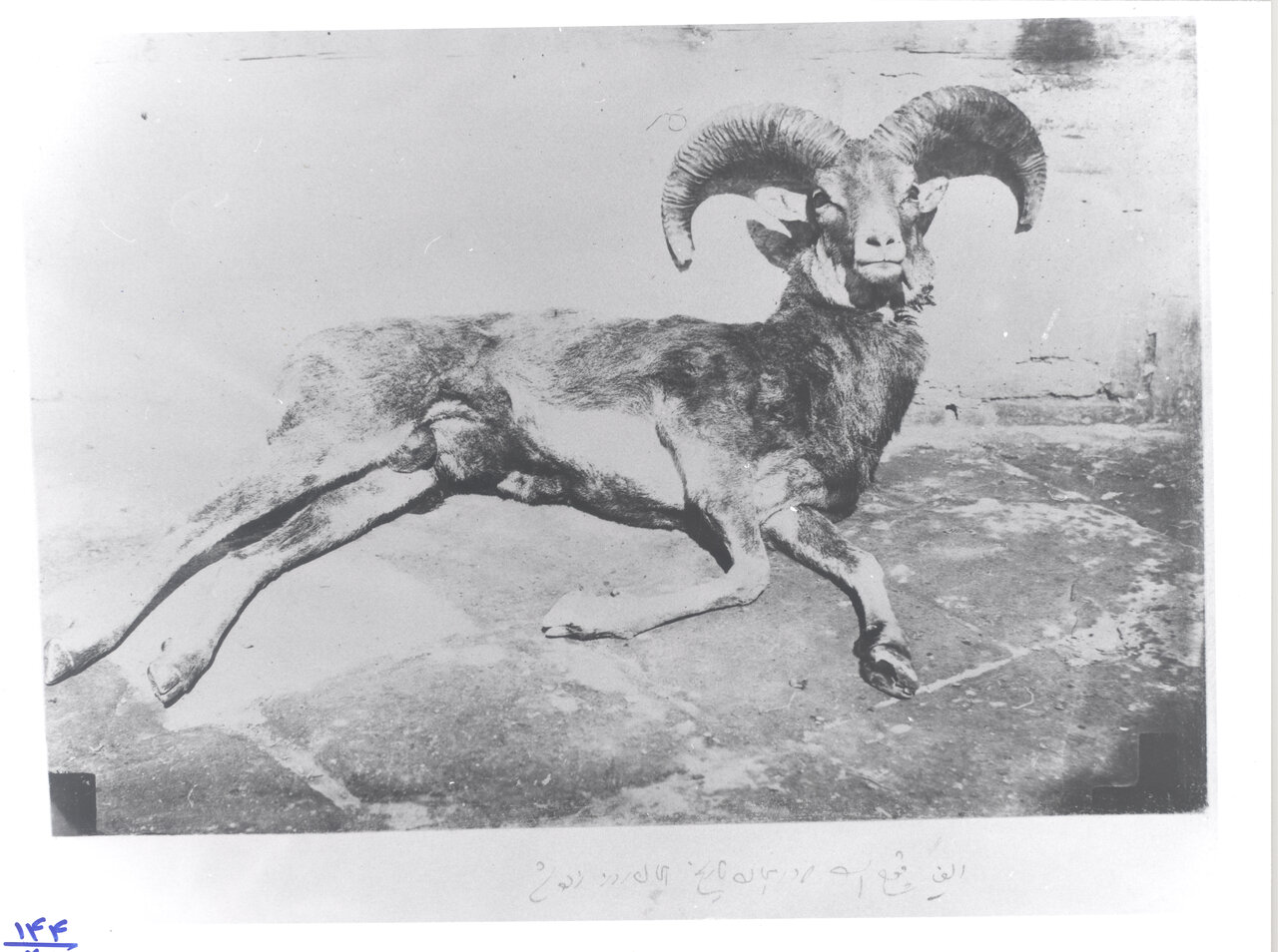 ناصرالدین شاه به چه حیواناتی علاقه داشت؟ | گزارش تصویری همشهری از حیوانات خانگی پادشاهان قاجار