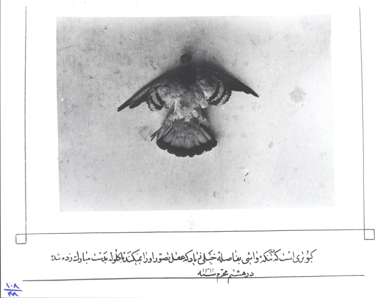 ناصرالدین شاه به چه حیواناتی علاقه داشت؟ | گزارش تصویری همشهری از حیوانات خانگی پادشاهان قاجار