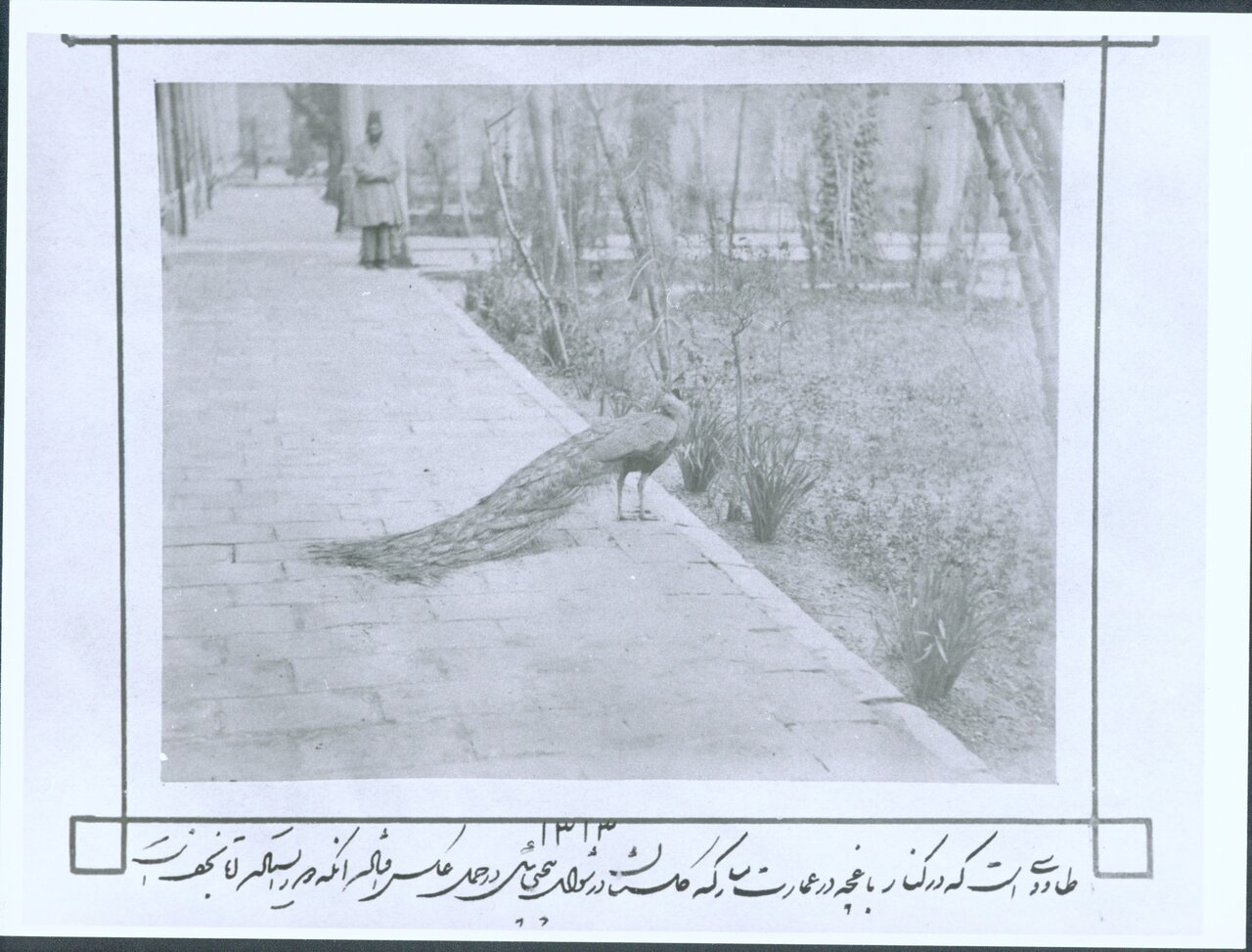 ناصرالدین شاه به چه حیواناتی علاقه داشت؟ | گزارش تصویری همشهری از حیوانات خانگی پادشاهان قاجار