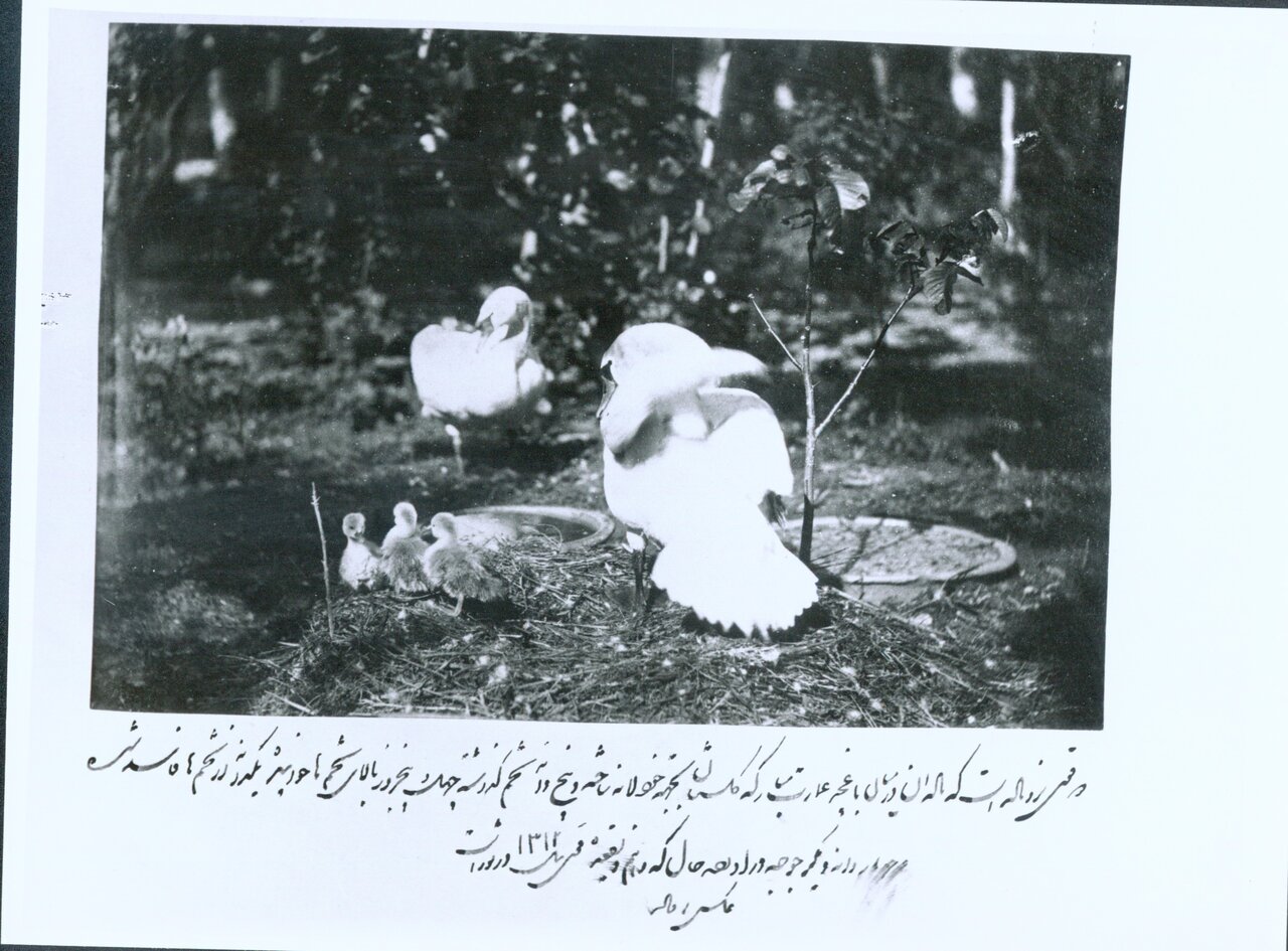 ناصرالدین شاه به چه حیواناتی علاقه داشت؟ | گزارش تصویری همشهری از حیوانات خانگی پادشاهان قاجار