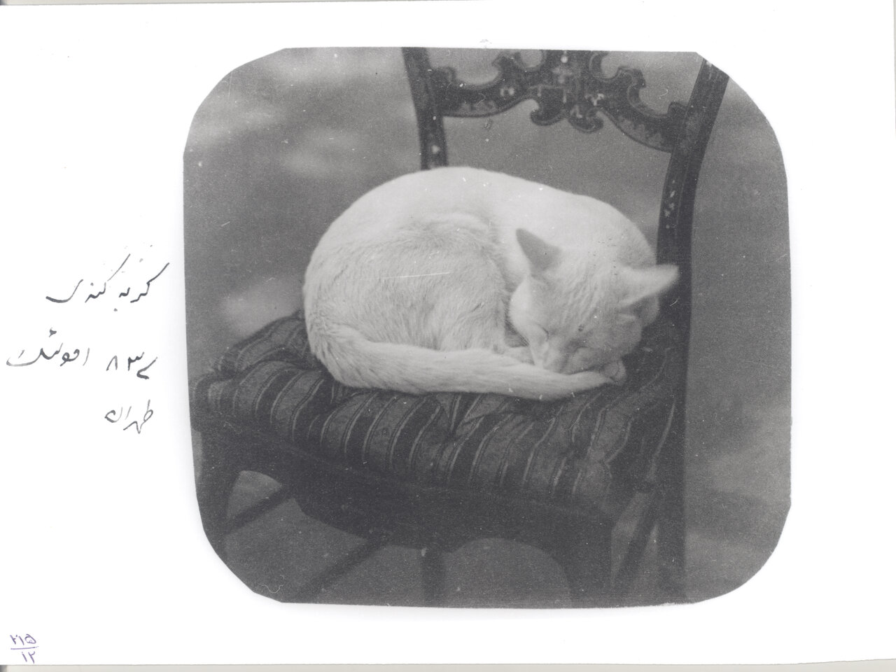 ناصرالدین شاه به چه حیواناتی علاقه داشت؟ | گزارش تصویری همشهری از حیوانات خانگی پادشاهان قاجار