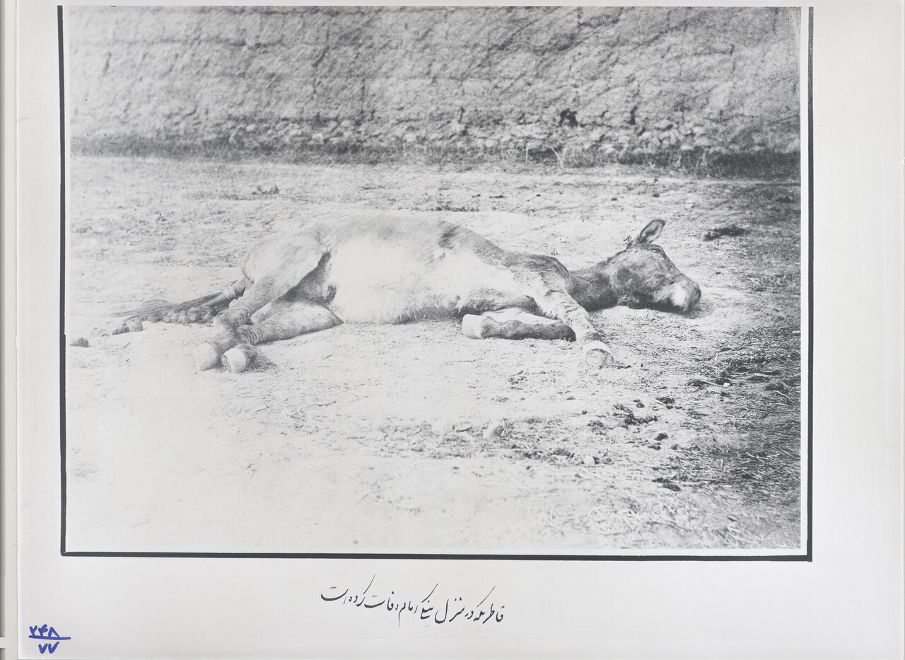 ناصرالدین شاه به چه حیواناتی علاقه داشت؟ | گزارش تصویری همشهری از حیوانات خانگی پادشاهان قاجار