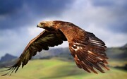 عقاب های ایران از انسان میترسند