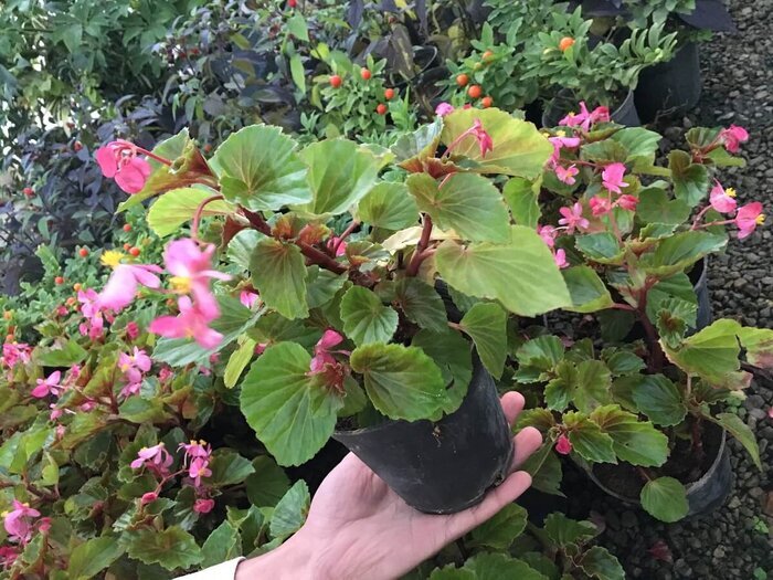 گلهایی که در خانهتان همیشه گل می دهند