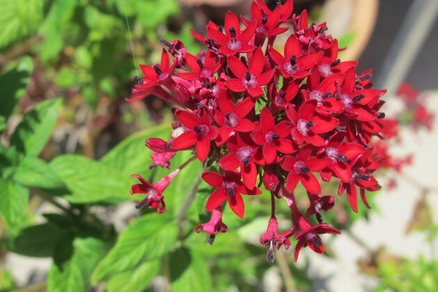 گلهایی که در خانهتان همیشه گل می دهند