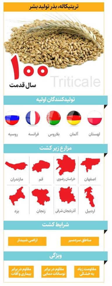 از این گیاه شبیه گندم چه می دانید؟