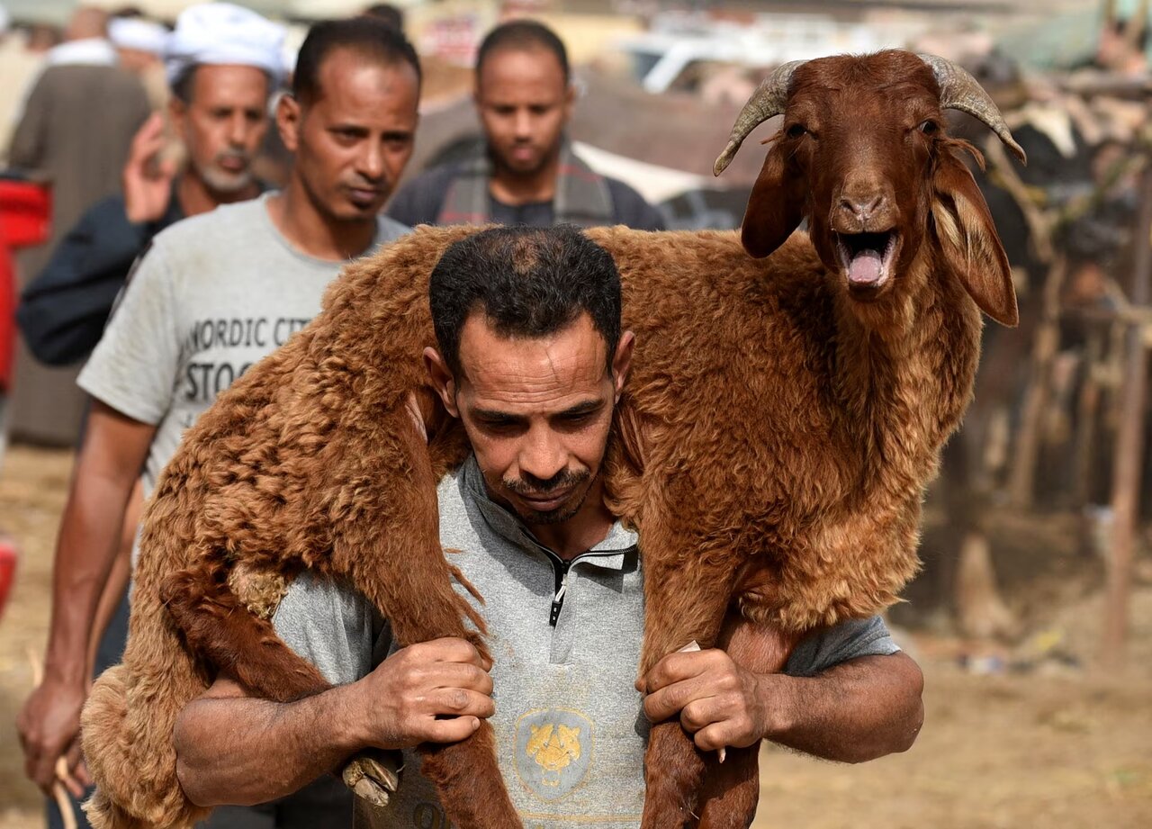 عکس | نمایش قربانی در مصر