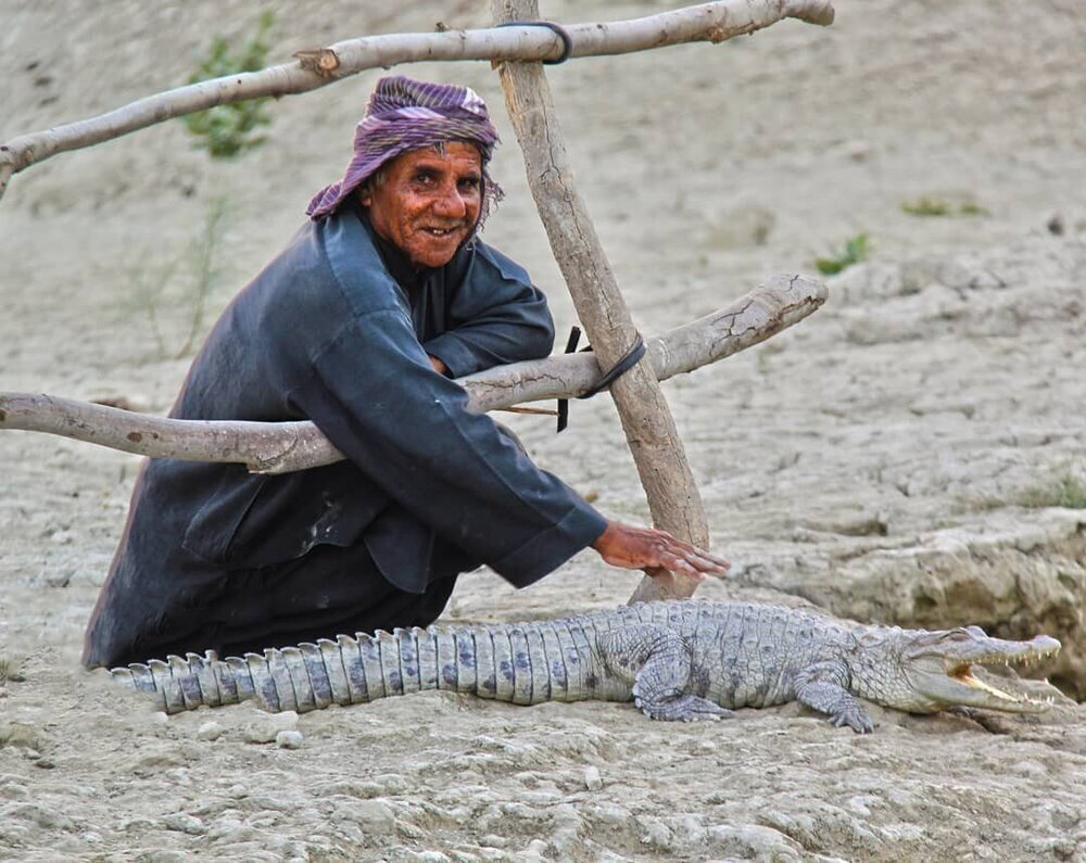 گاندو - تمساح پوزه كوتاه سيستانو بلوچستان