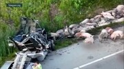 کامیون خوک‌ها در آمریکا واژگون شد | ویدئو
