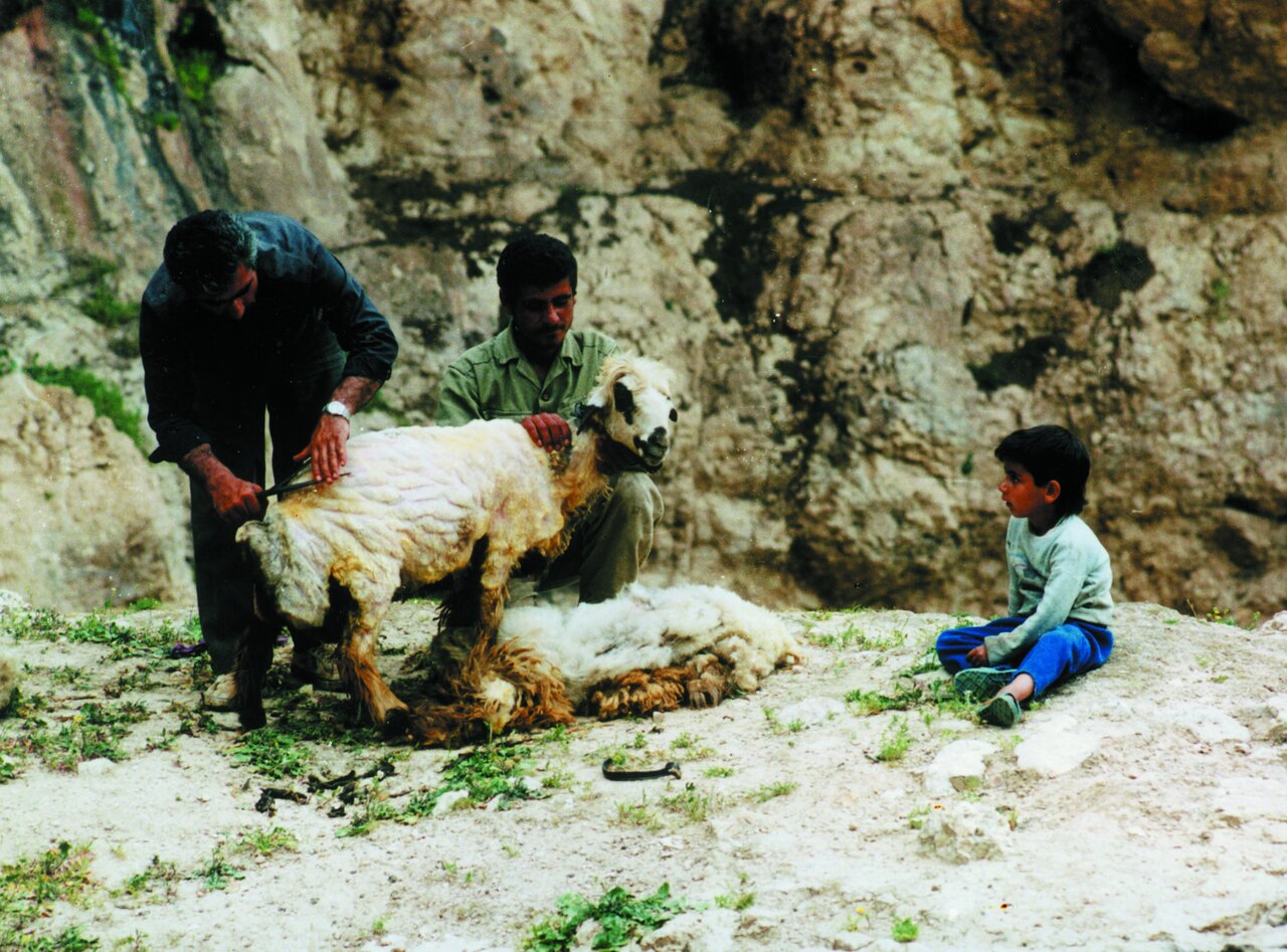این رسم به همیاری زنده است | آیین پشم چینی عشایر چگونه است؟