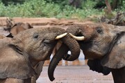 فیل‌ها با نام‌های اختصاصی، یکدیگر را صدا می‌زنند!