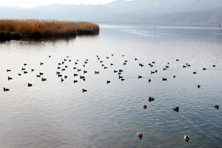 تالابهای ایران دوباره جان گرفتند + تصاویر