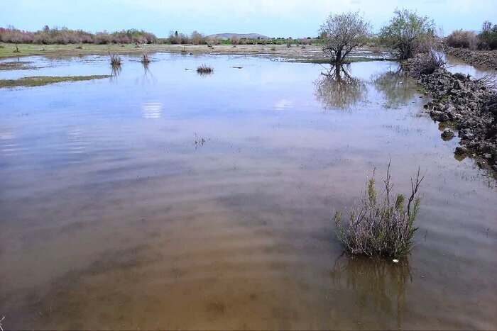 تالابهای ایران دوباره جان گرفتند + تصاویر