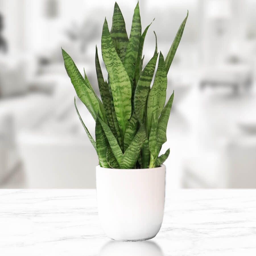 این گیاهان زیبا برای نگهداری در خانه مقاومتر هستند