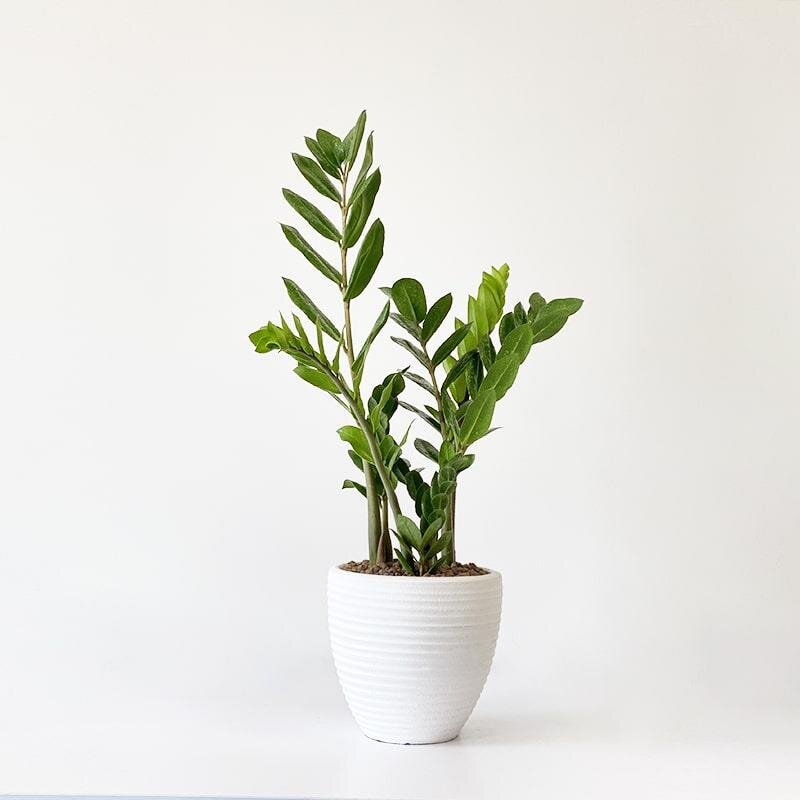 این گیاهان زیبا برای نگهداری در خانه مقاومتر هستند