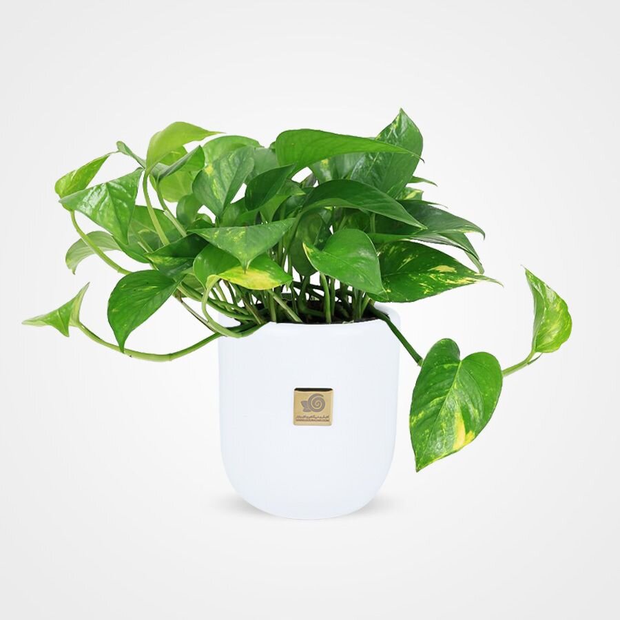 این گیاهان زیبا برای نگهداری در خانه مقاومتر هستند