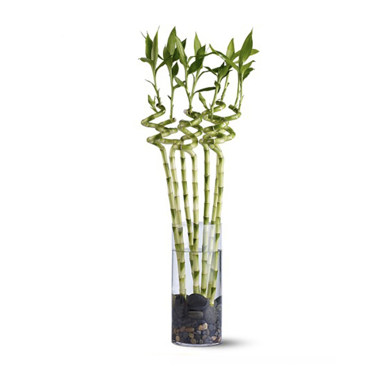 راهنمای حرفهای خرید، مراقبت و نگهداری از گیاه بامبو