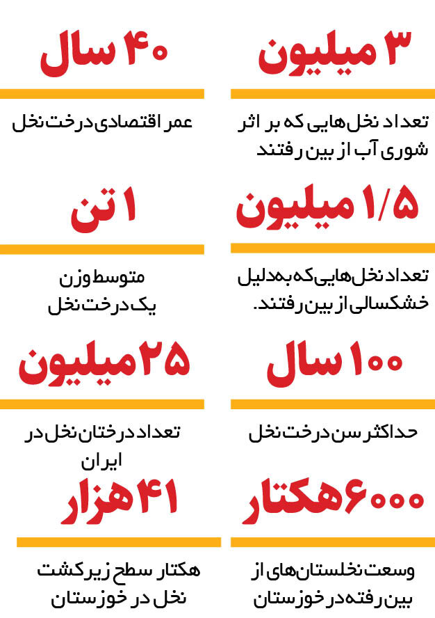 مرگ نخل‌های خوزستان | منابع آبی خوزستان ۲برابر خلیج فارس شور شده است + اینفوگرافیک