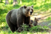 تصاویری دیدنی از خرس های قهوه‌ای و توله‌هایشان در گیلان | ویدئو