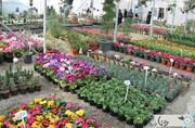 گشت و گذار در  ۹ بازار گل و گیاه پایتخت
