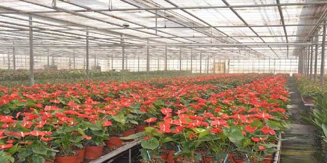 گل چینی از پاکدشت تا احمد آباد مستوفی