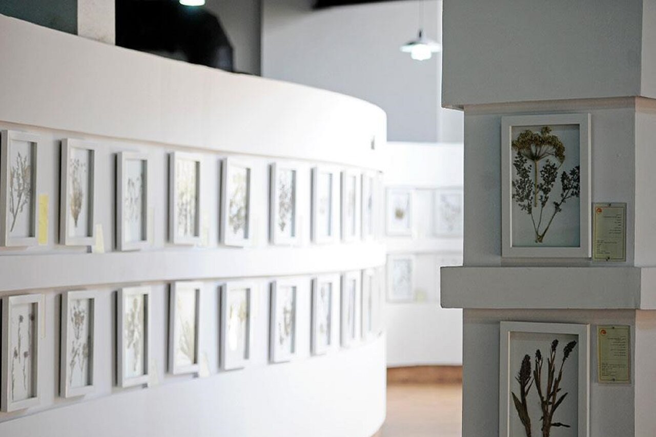 تماشای گنجینههای سبز در موزههای تخصصی