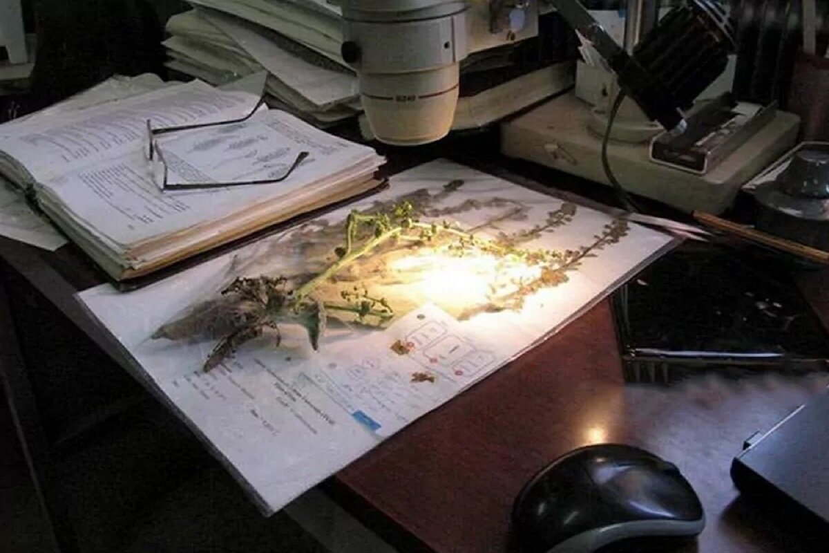 تماشای گنجینههای سبز در موزههای تخصصی