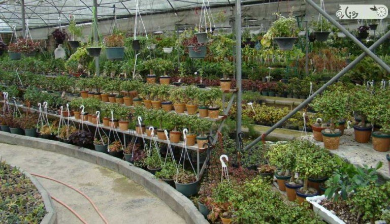 گشت و گذار در ۹ بازار گل و گیاه پایتخت
