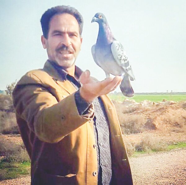 ماجرای رقابتهای بینالمللی کفترهای ۲۴ عیار وارداتی! | معروفترین کبوتر ایران | چگونه مادام حلب و موسیو الماس همه جایزهها را بردند + عکس