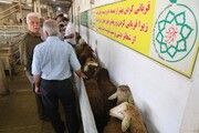 عرضه ۷۳۰ هزار تومانی دام زنده | ذبح دام در مراکز عرضه دام رایگان انجام می‌شود
