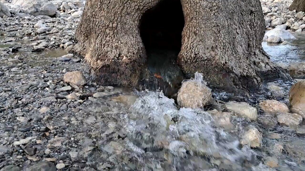 چشمه هایی که از دل درختان می جوشند