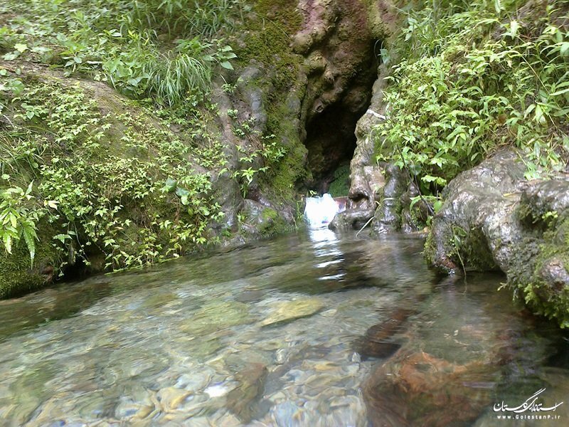 چشمه هایی که از دل درختان می جوشند