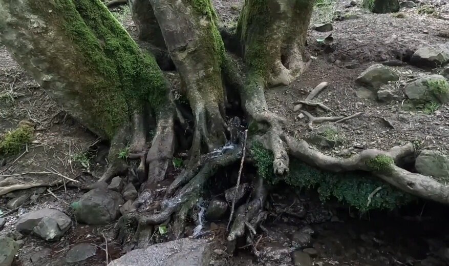 چشمه هایی که از دل درختان می جوشند