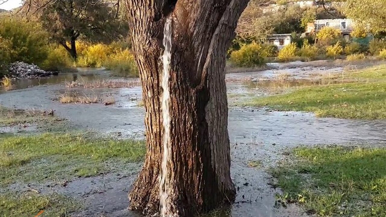 چشمه هایی که از دل درختان می جوشند