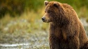خرس قهوه‌ای از مرگ جان سالم به در برد | ویدئو