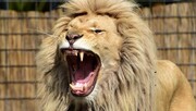نادرترین تصویر از یک شیر | تصویری هولناک از شیر عصبانی قبل از حمله به عکاس! | عکس