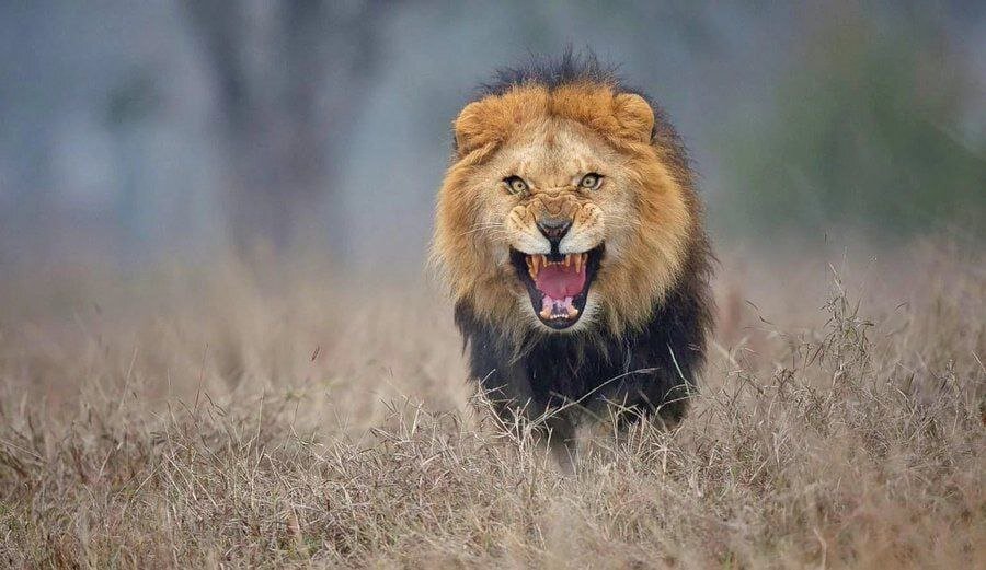 نادرترین تصویر از یک شیر | تصویری هولناک از شیر عصبانی قبل از حمله به عکاس! | عکس