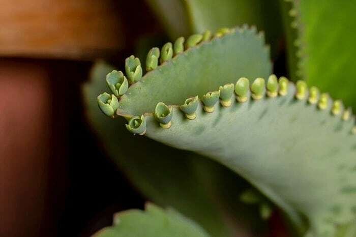 خواص درمانی گیاه اشک تمساح