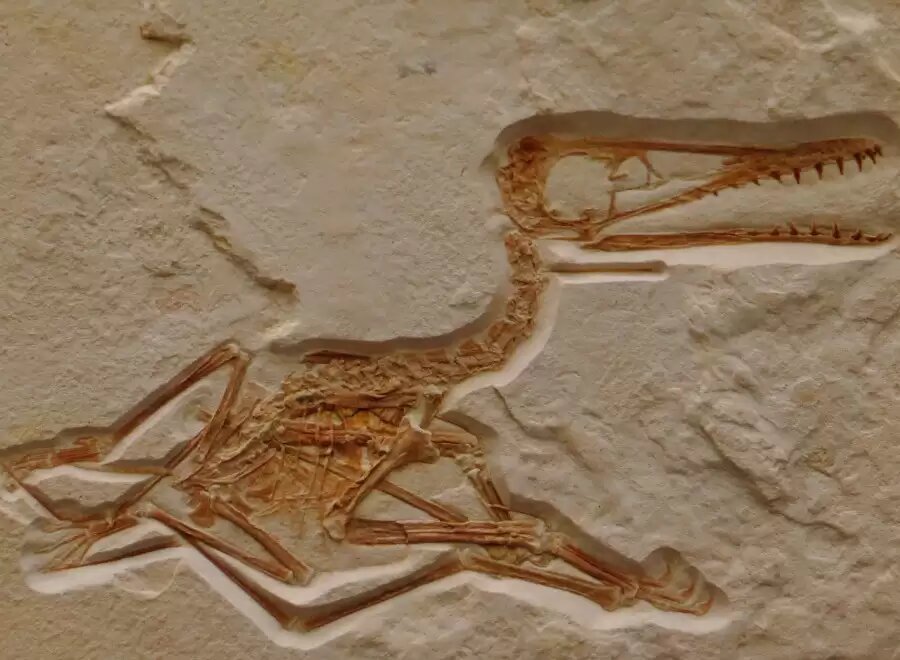 بازیابی فسیل ۲۵۰ میلیون ساله با فناوری مدرن