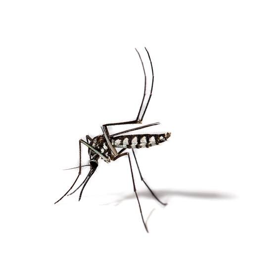Aedes albopictus- پشه آئدس