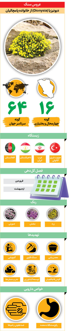 از عروس سنگ چه می دانید؟ | چهارمحال و بختیاری قطب رویش این گونه گیاهی است