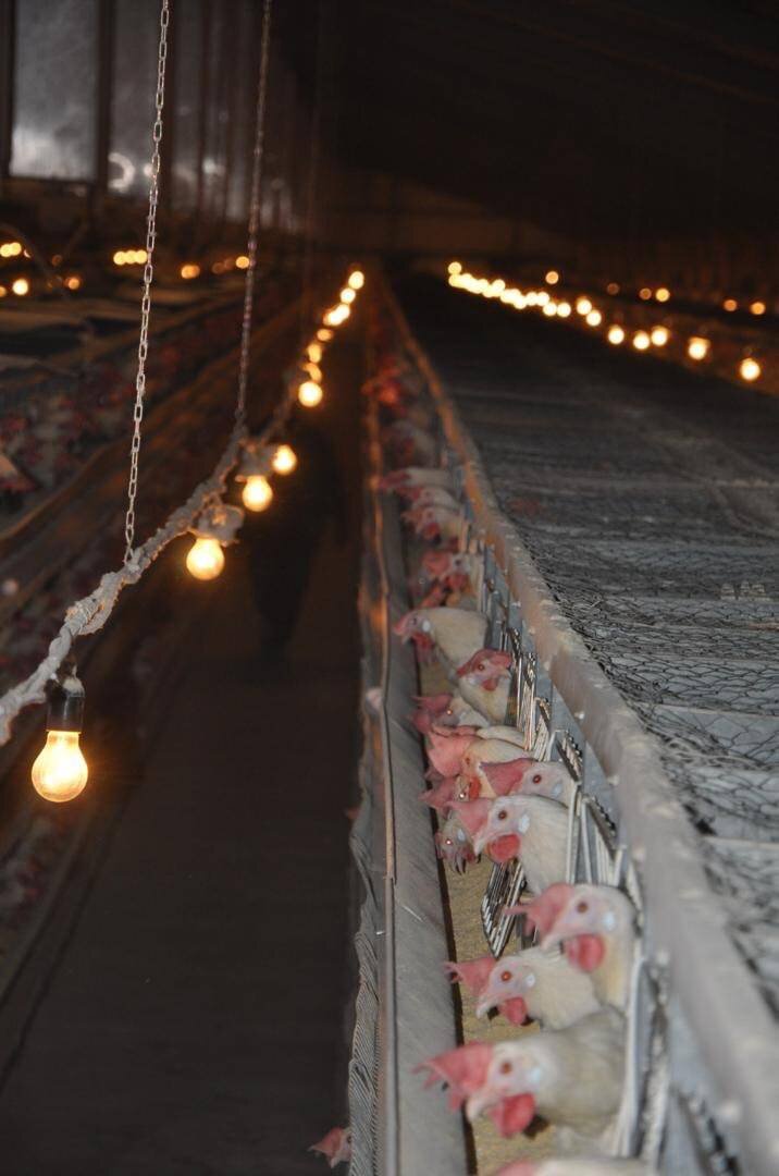 کار من کنترل تخم مرغ است | شرط ورود به بازار تخم مرغ ها گرفتن نمره قبولی