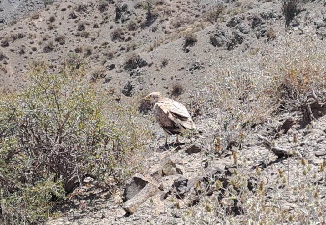 کرکسی از دنیای قدیم در ایران دیده شد