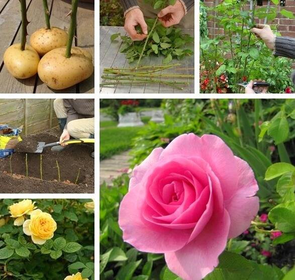 تکثیر گل رز چیده شده با سیب زمینی خام + آموزش تصویری | با این روش شگفت انگیز گل رز چیده شده دوباره شکوفه می‌زند!