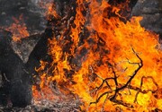 دستگیری ۱۷ نفر برای آتش سوزی جنگل های لرستان